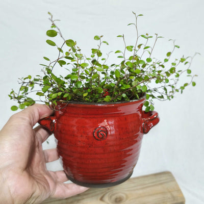 כלי למברשות שיער או לעציץ